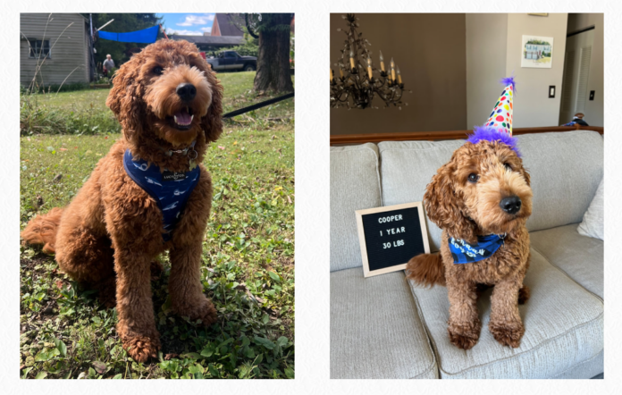 Discover the Joy of Mini and Moyen Goldendoodles in Dallas, Texas